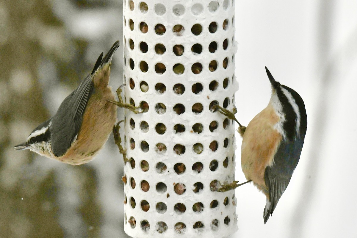 Red-breasted Nuthatch - ML612412482