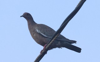 Picazuro Pigeon, ML612412549