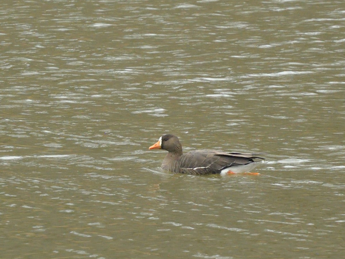 Greater White-fronted Goose - ML612412694
