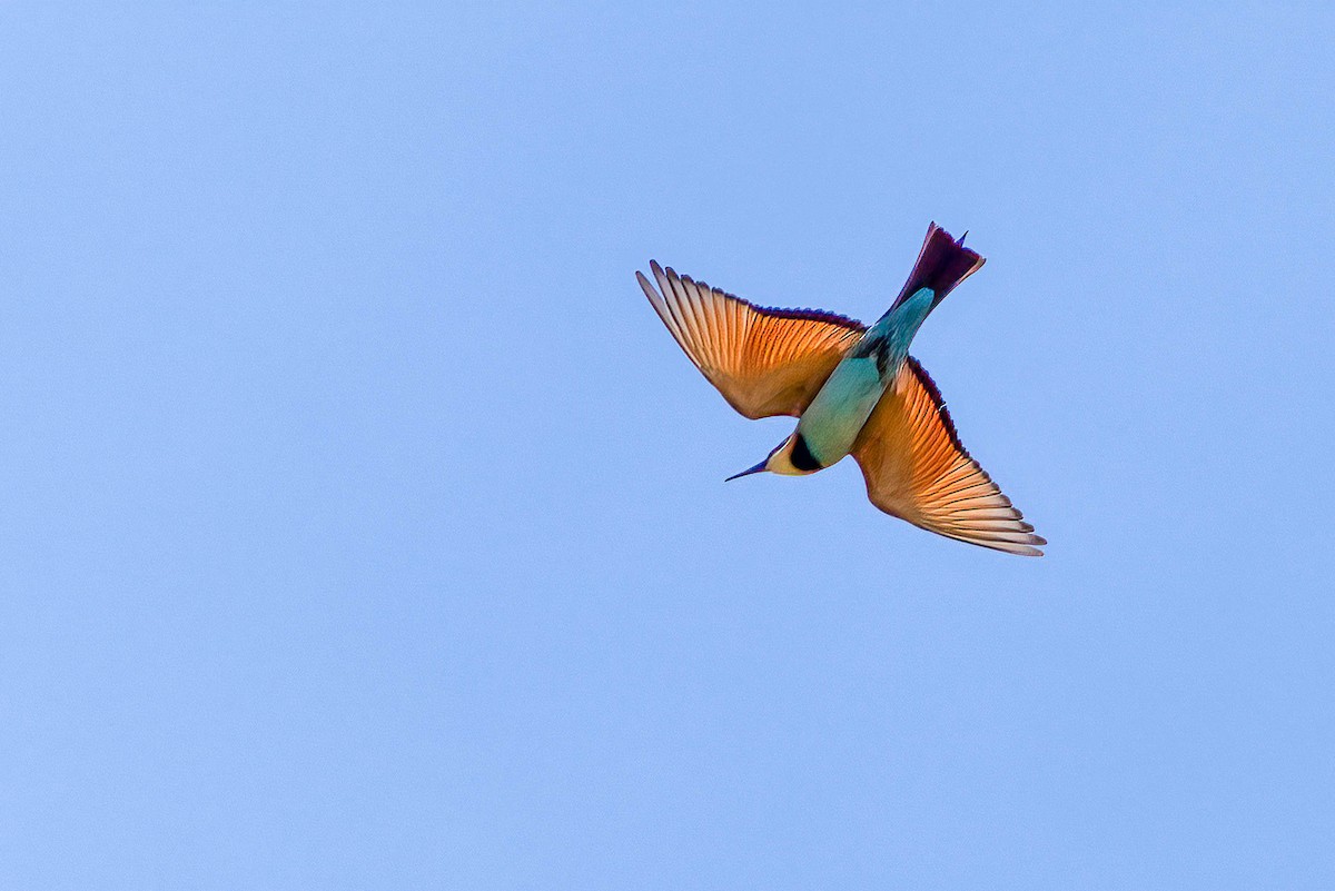 Rainbow Bee-eater - ML612412957