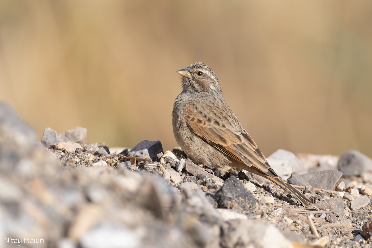 Striolated Bunting - ML612412984