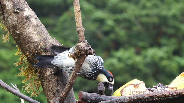 Acorn Woodpecker - ML612413009