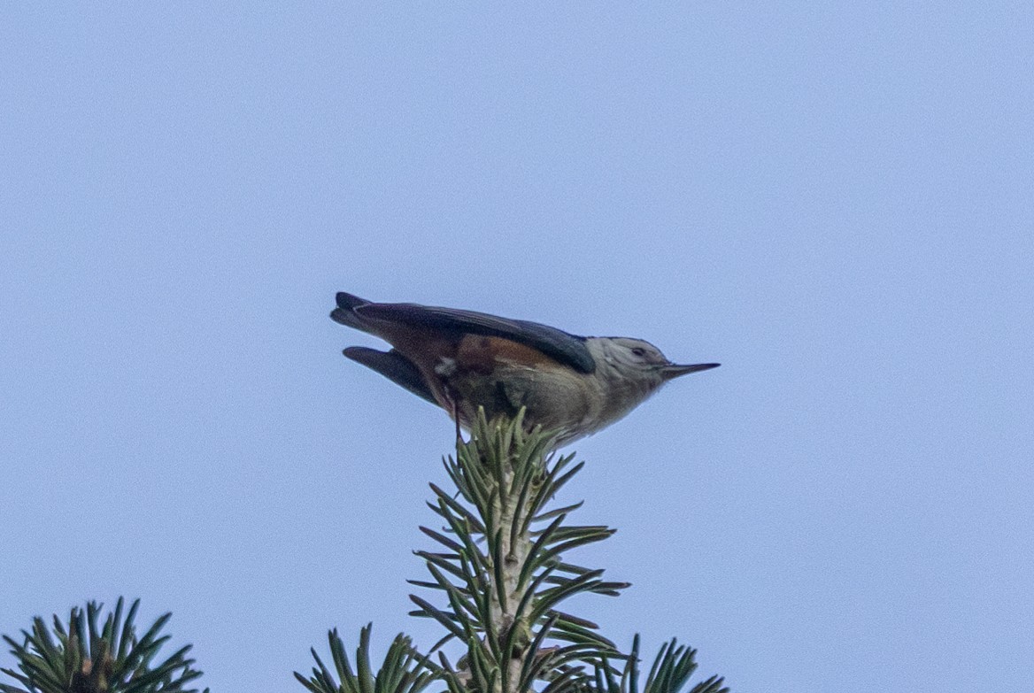 White-cheeked Nuthatch - ML612413374