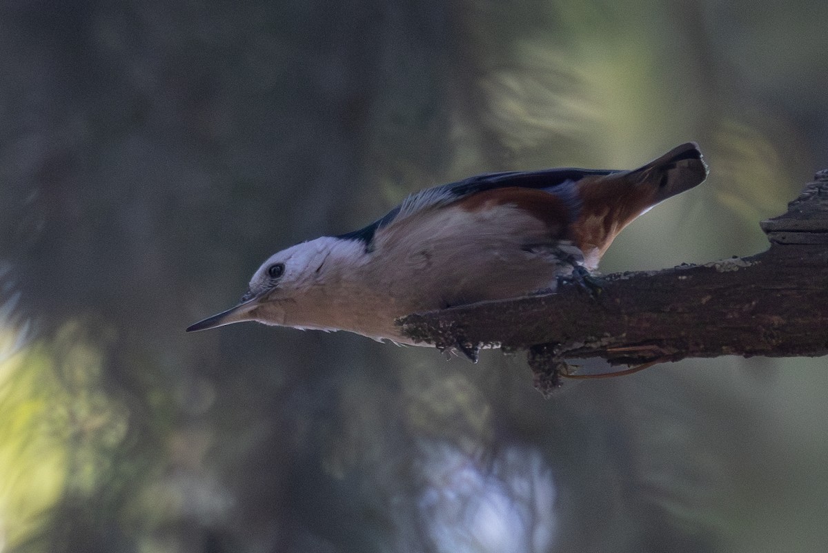 White-cheeked Nuthatch - ML612413375