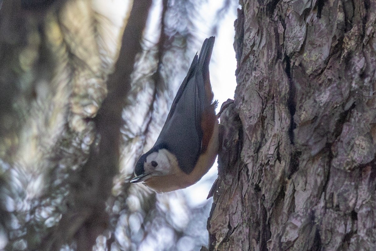 White-cheeked Nuthatch - ML612413376