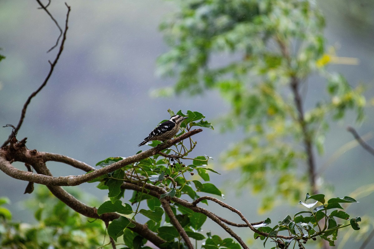 Gray-capped Pygmy Woodpecker - ML612413456
