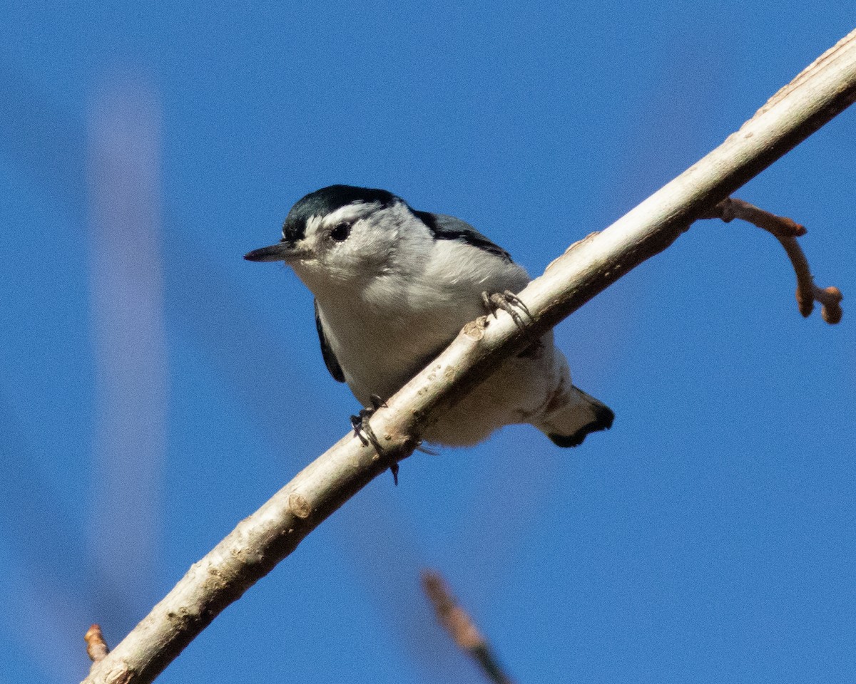 White-breasted Nuthatch - ML612413654