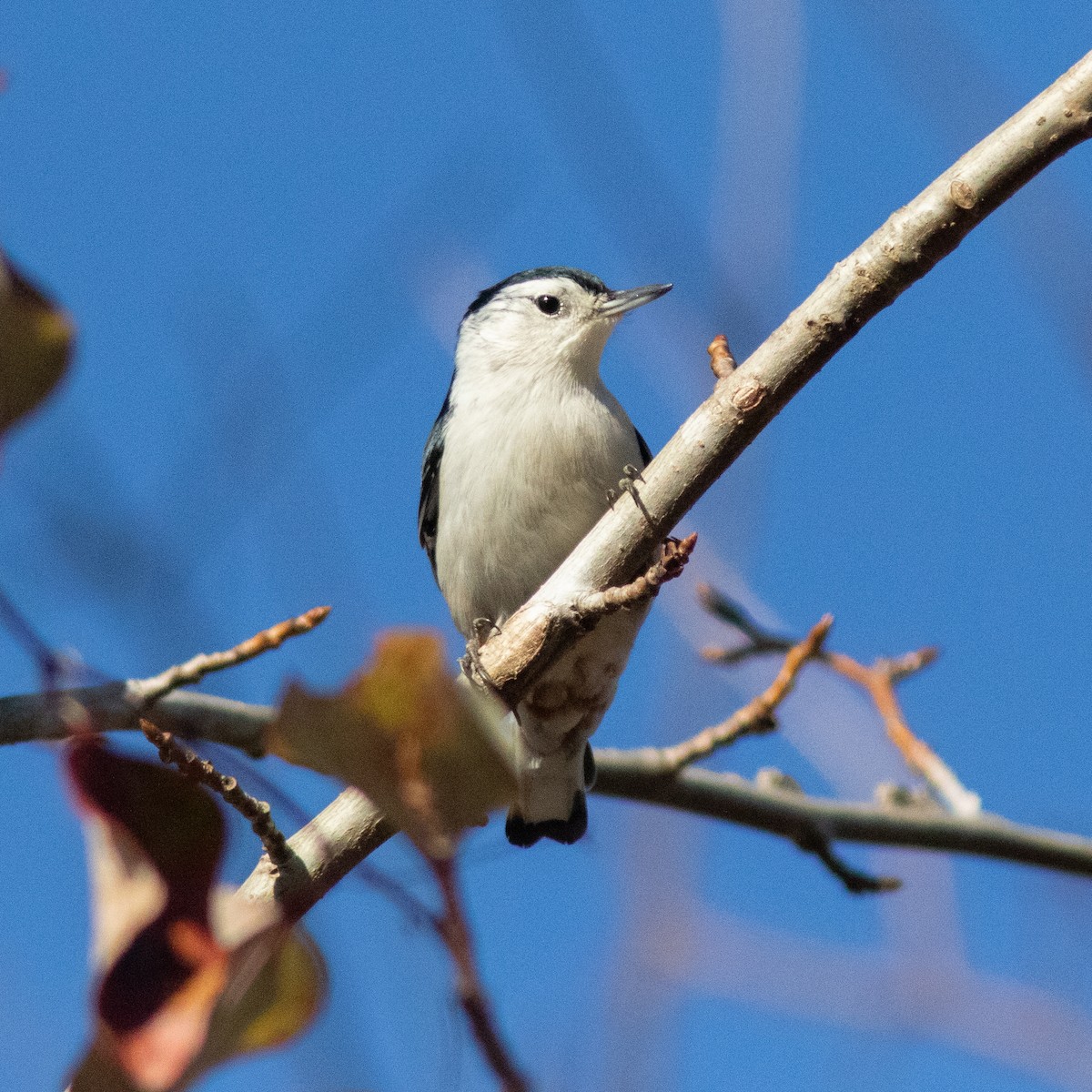 White-breasted Nuthatch - ML612413655