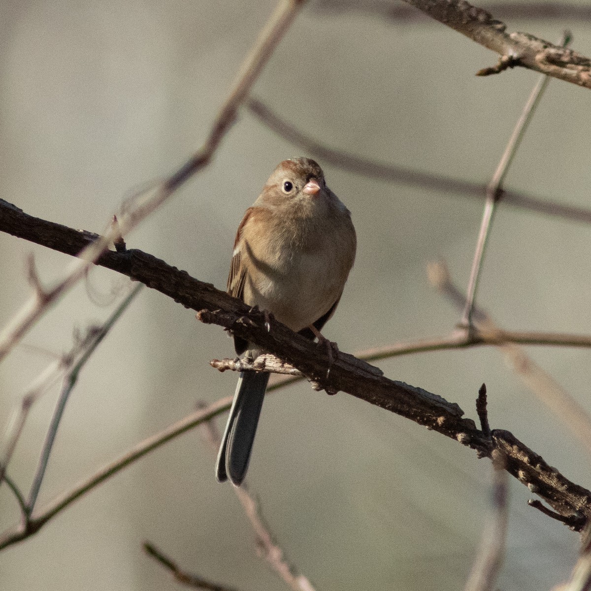 Field Sparrow - ML612413663
