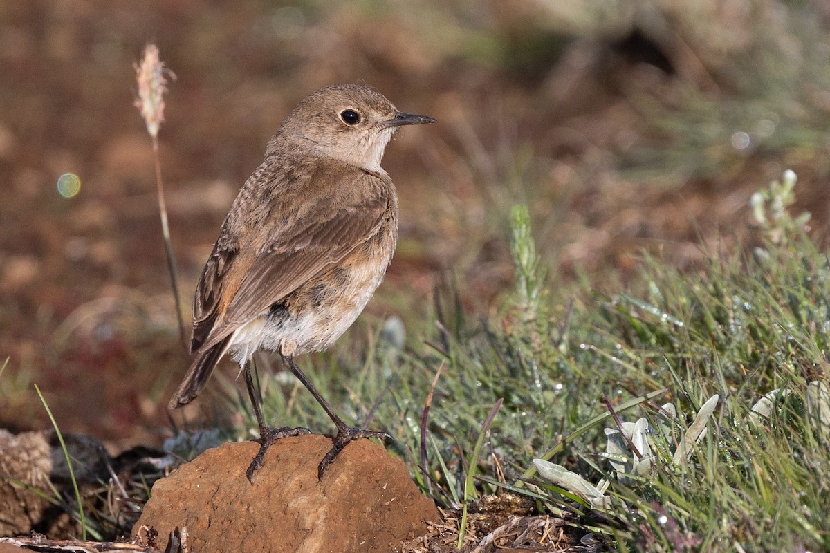 Sickle-winged Chat - ML612413731