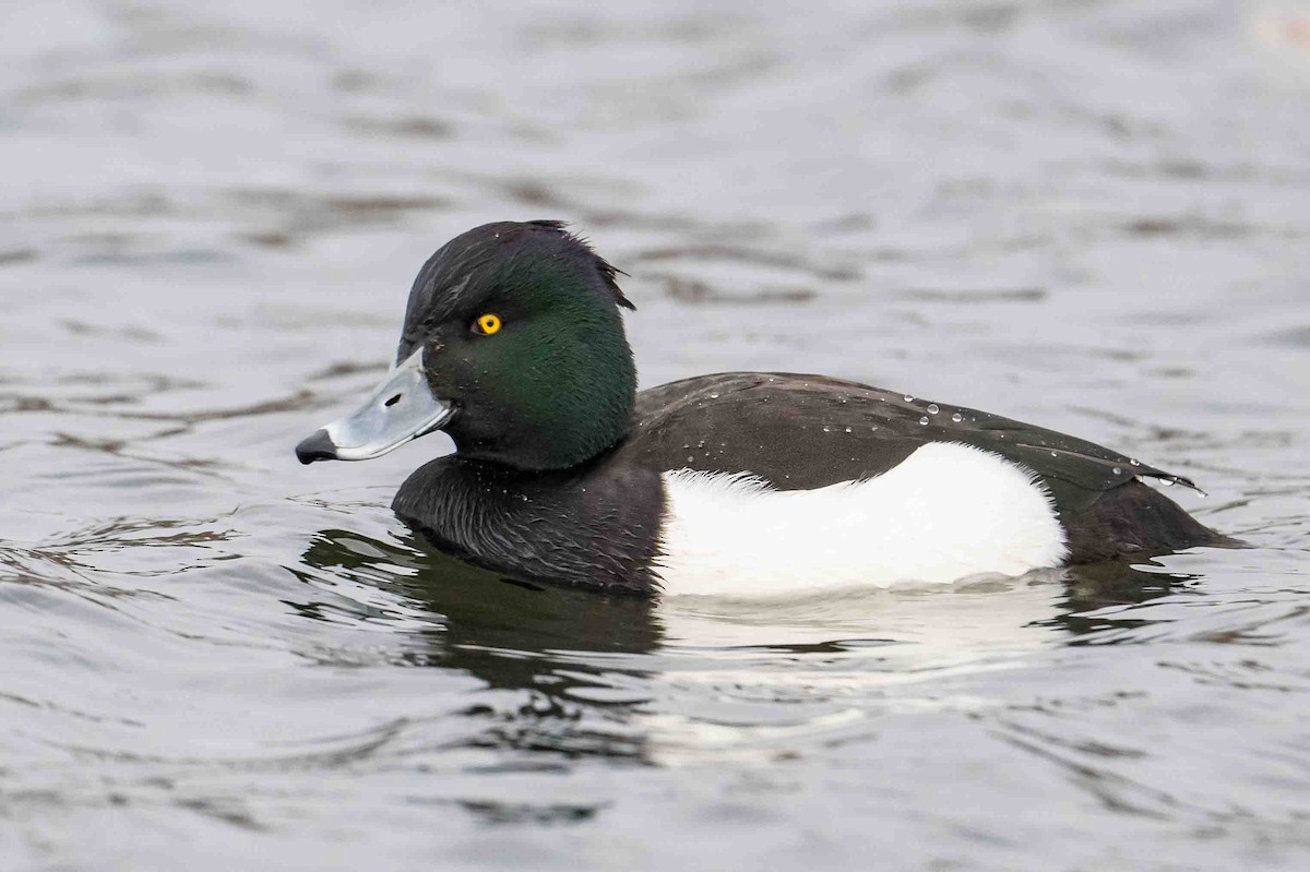 Tufted Duck - ML612413738