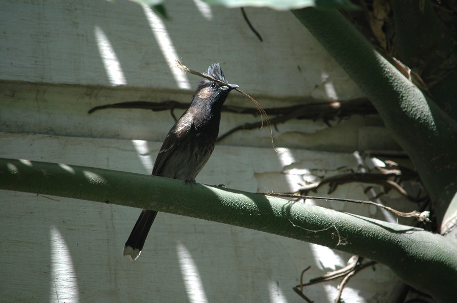 Red-vented Bulbul - ML612413778