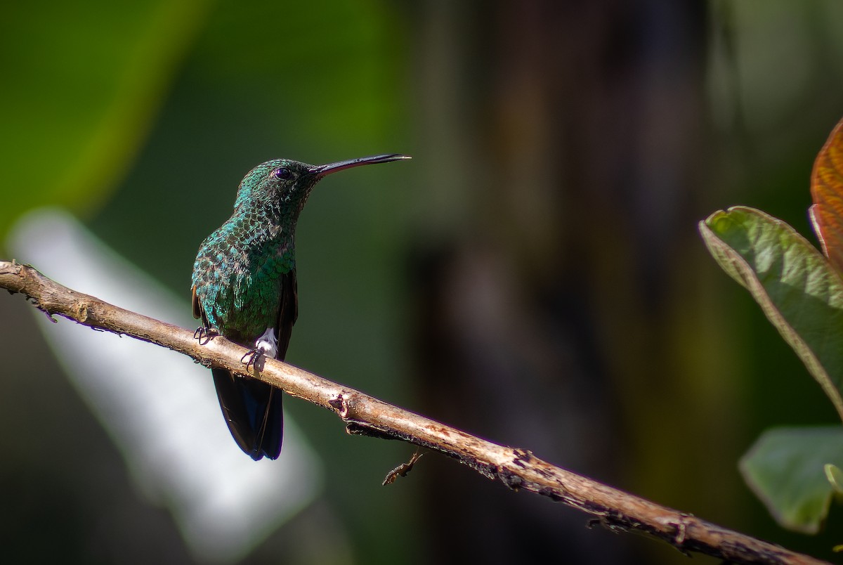 Blue-tailed Hummingbird - ML612413786