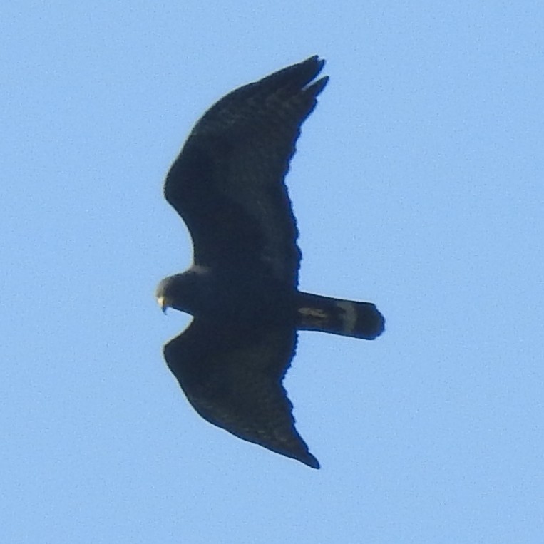 Zone-tailed Hawk - ML612413948