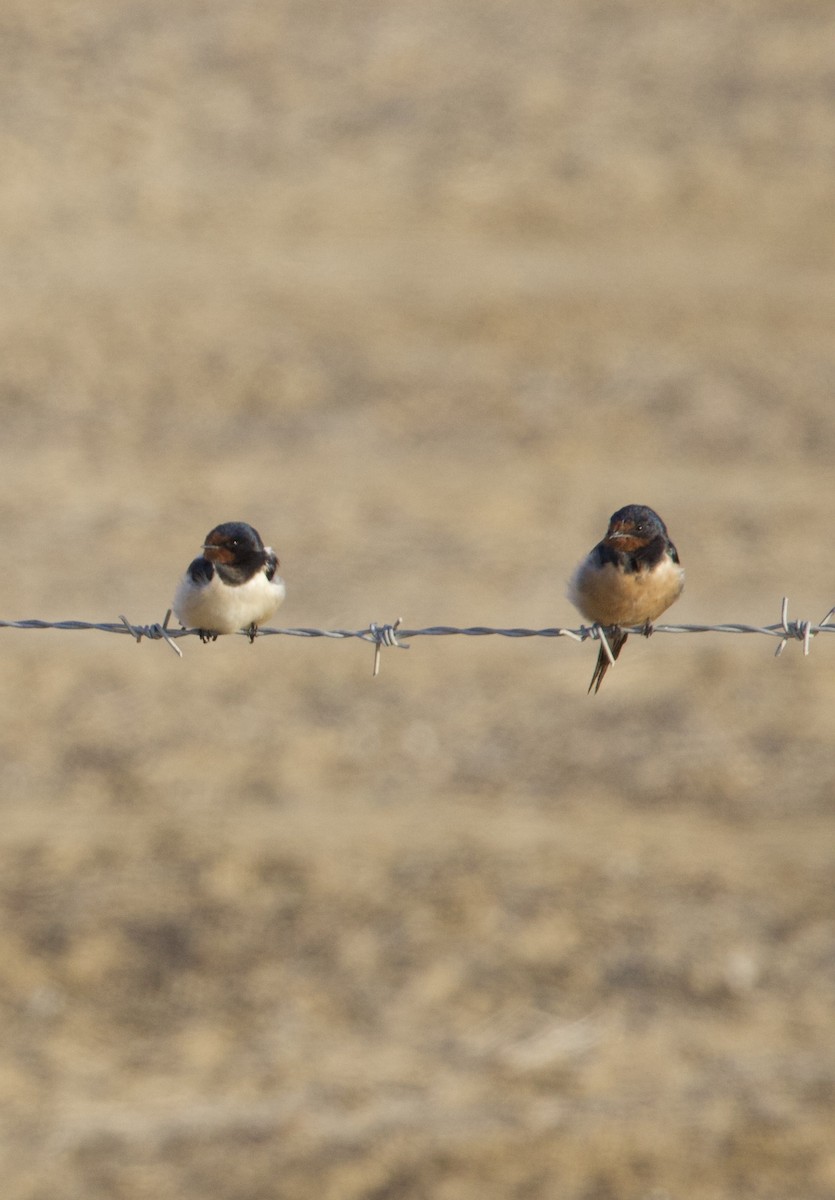 Barn Swallow (Tytler's) - ML612414116