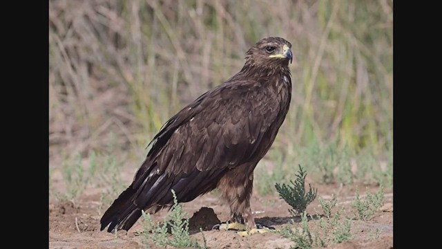 Greater Spotted Eagle - ML612414174