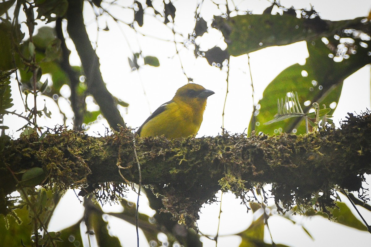White-winged Tanager - ML612414215