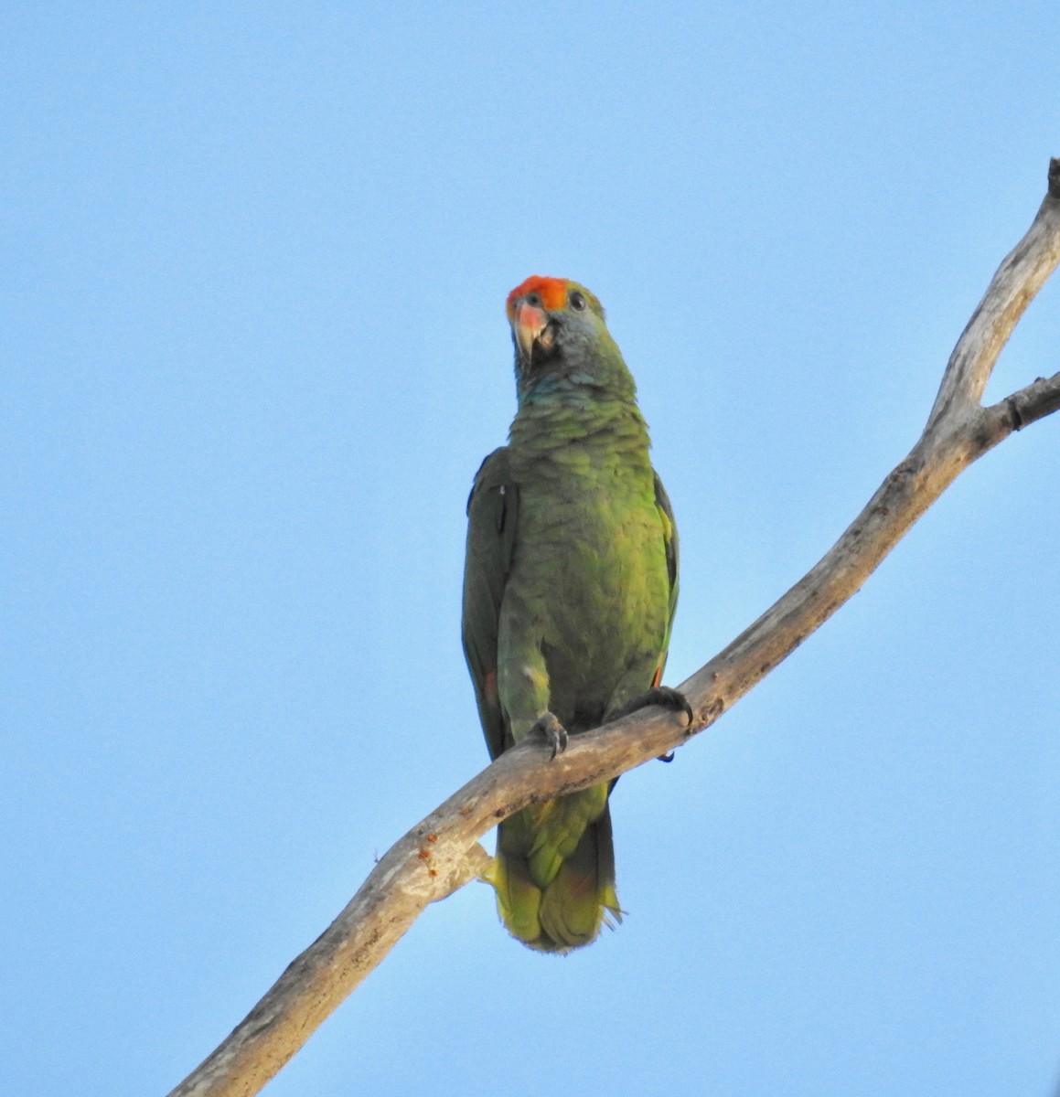Red-browed Parrot - ML612414319