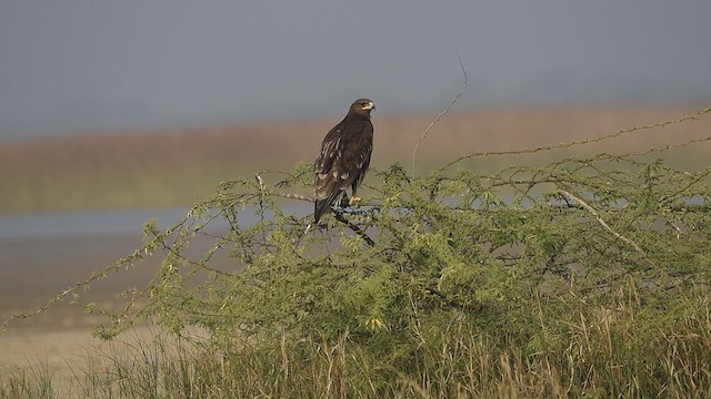 Greater Spotted Eagle - ML612414351