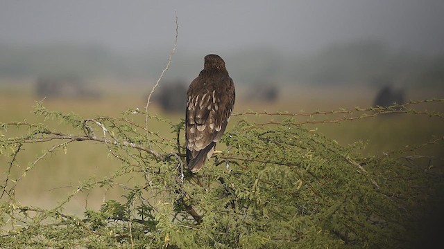 Greater Spotted Eagle - ML612414440