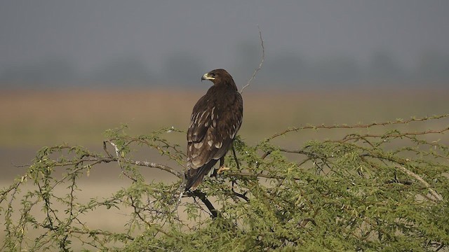 Greater Spotted Eagle - ML612414441