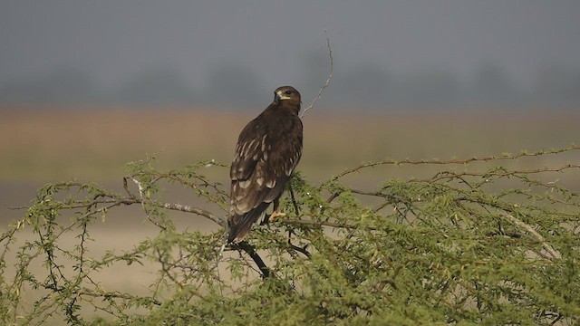 Greater Spotted Eagle - ML612414442