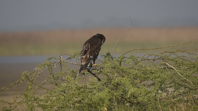 Greater Spotted Eagle - ML612414443