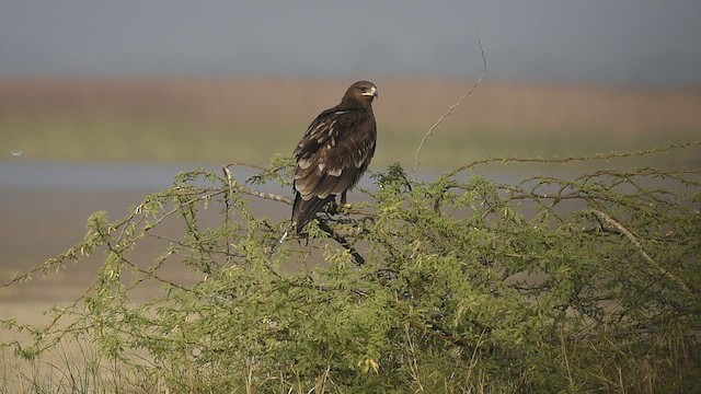 Greater Spotted Eagle - ML612414444
