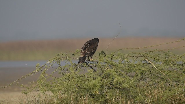 Greater Spotted Eagle - ML612414445