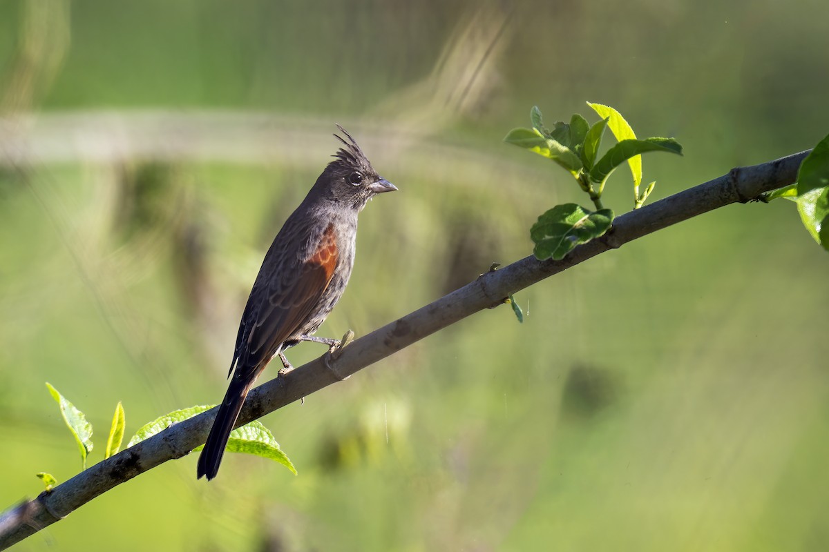 Crested Bunting - ML612414497