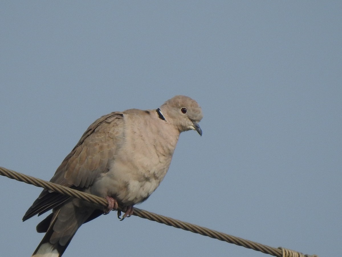 Eurasian Collared-Dove - ML612414532