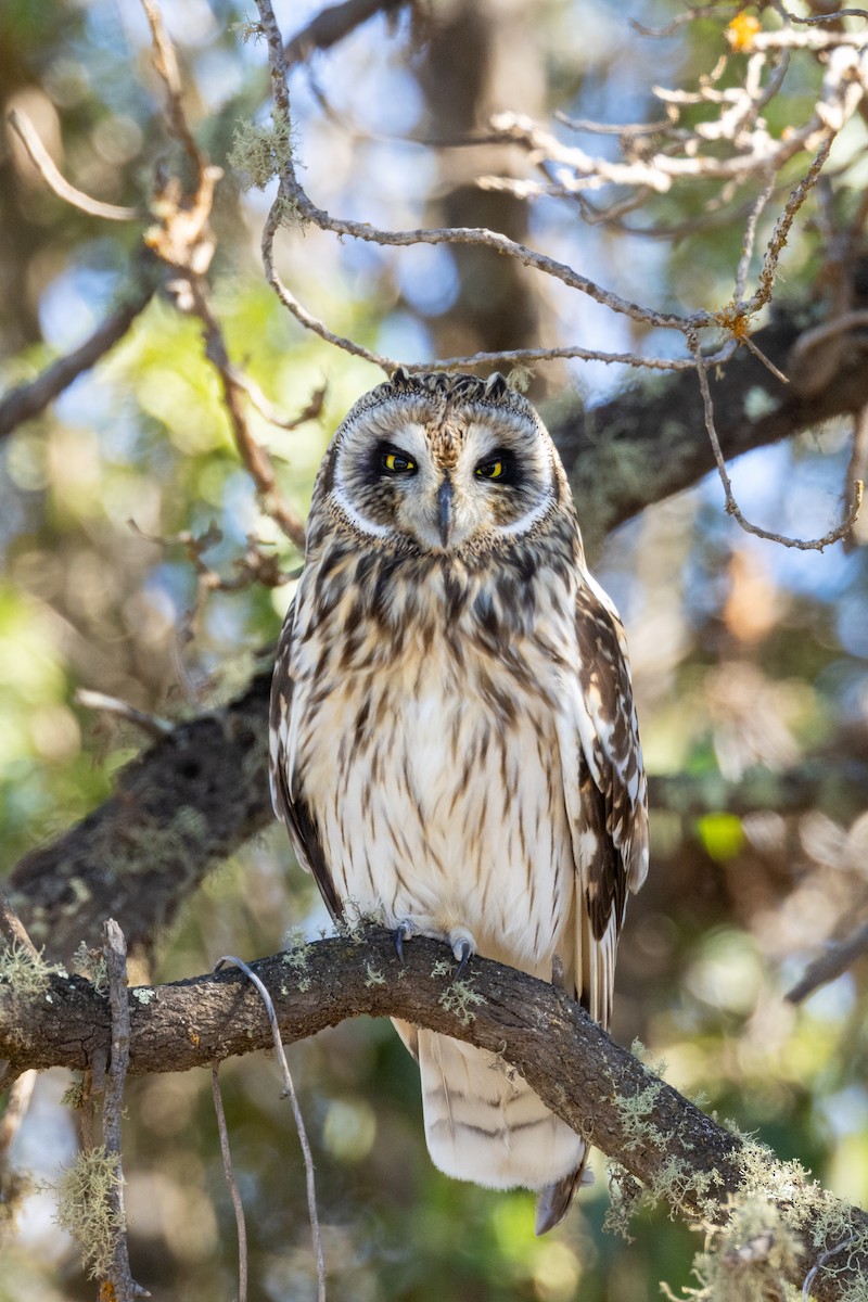 Short-eared Owl (Hawaiian) - ML612415152