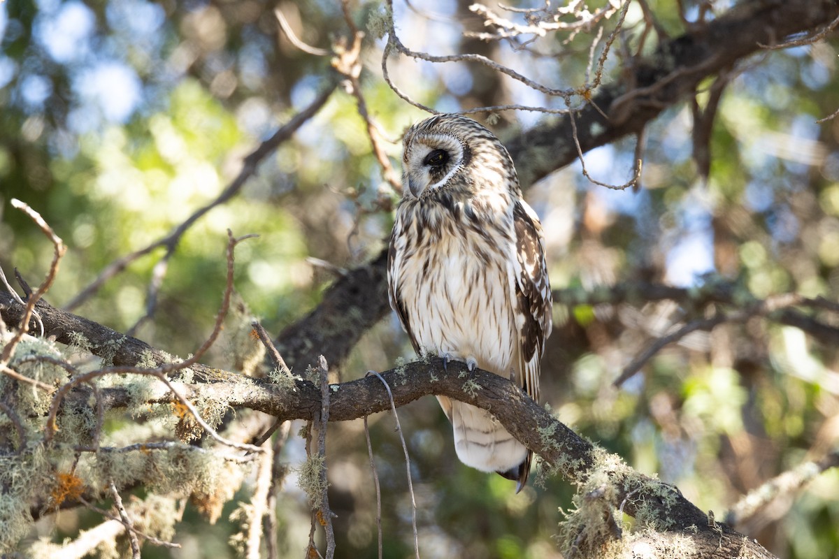 Short-eared Owl (Hawaiian) - ML612415154
