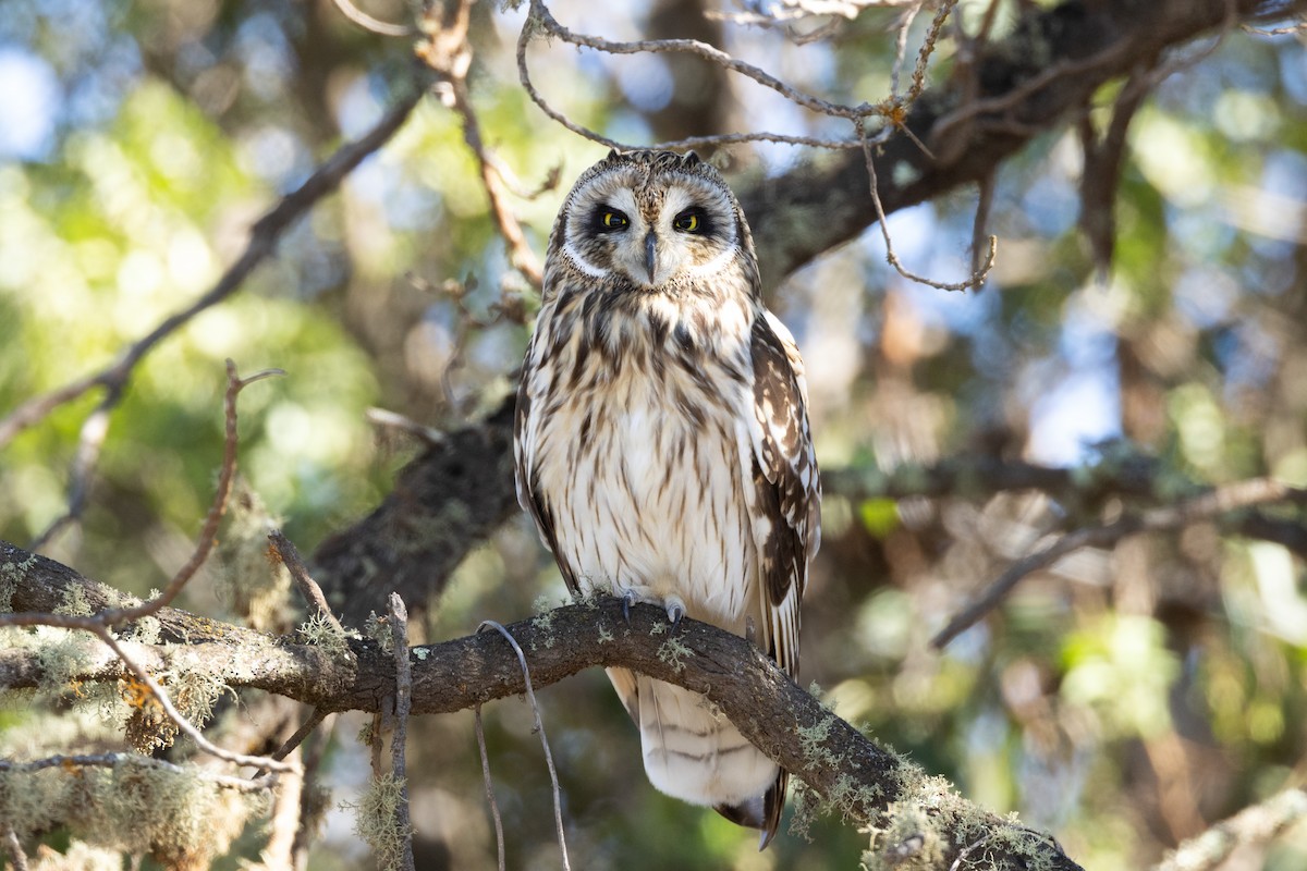 Short-eared Owl (Hawaiian) - ML612415155