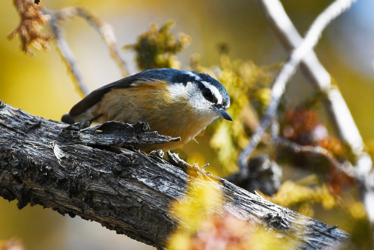Red-breasted Nuthatch - ML612415253
