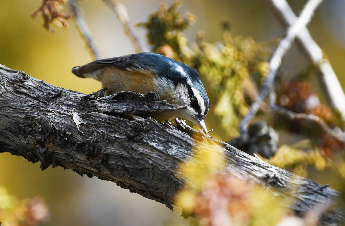 Red-breasted Nuthatch - ML612415254