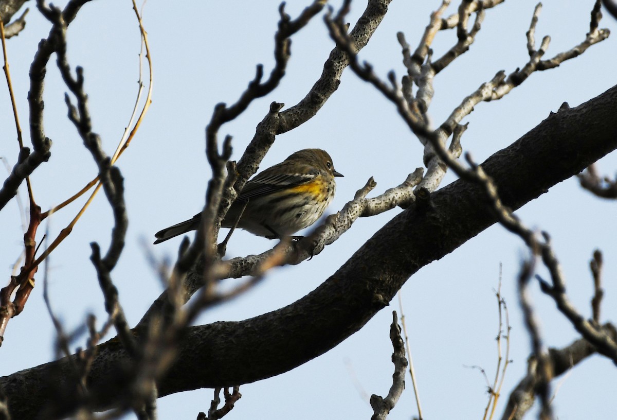 Yellow-rumped Warbler (Audubon's) - ML612415270