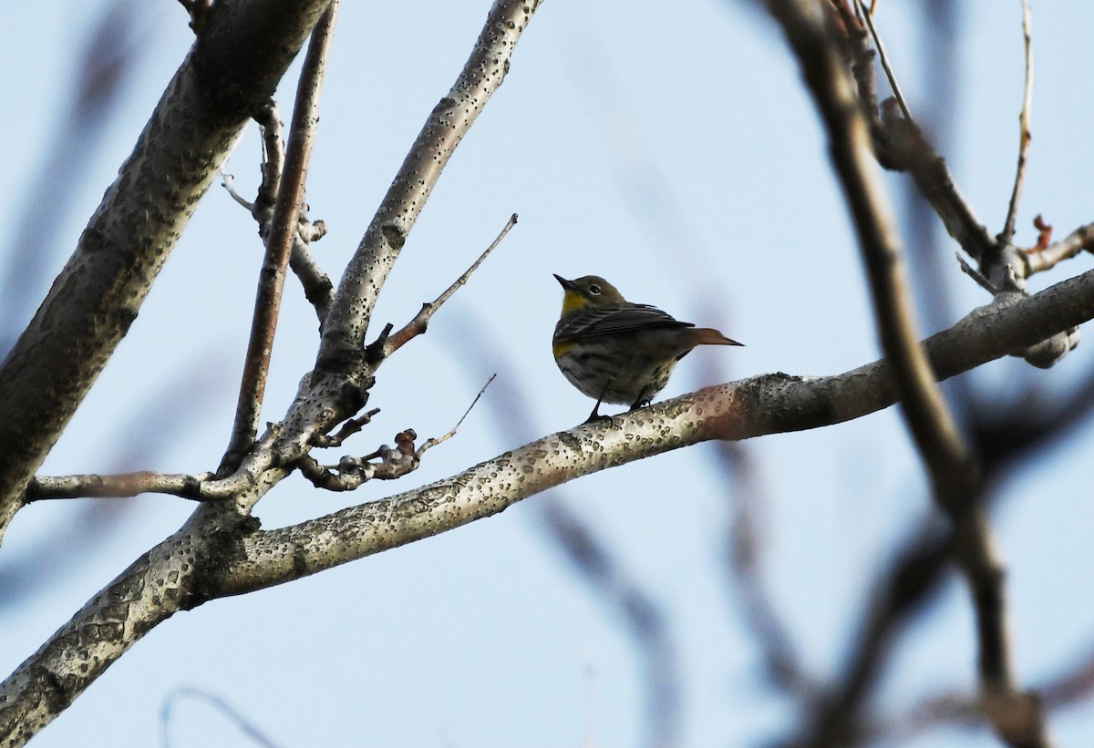 Yellow-rumped Warbler (Audubon's) - Colin Maguire