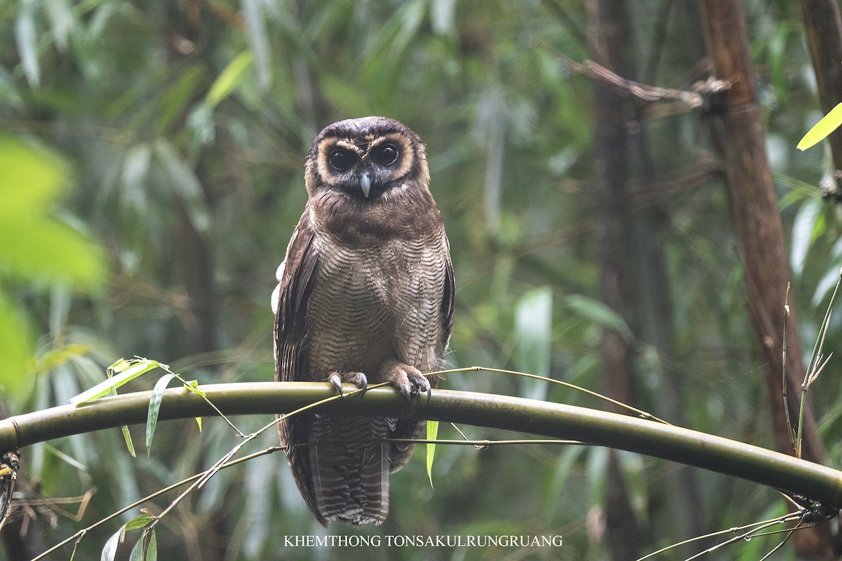 Brown Wood-Owl (Brown) - ML612415630
