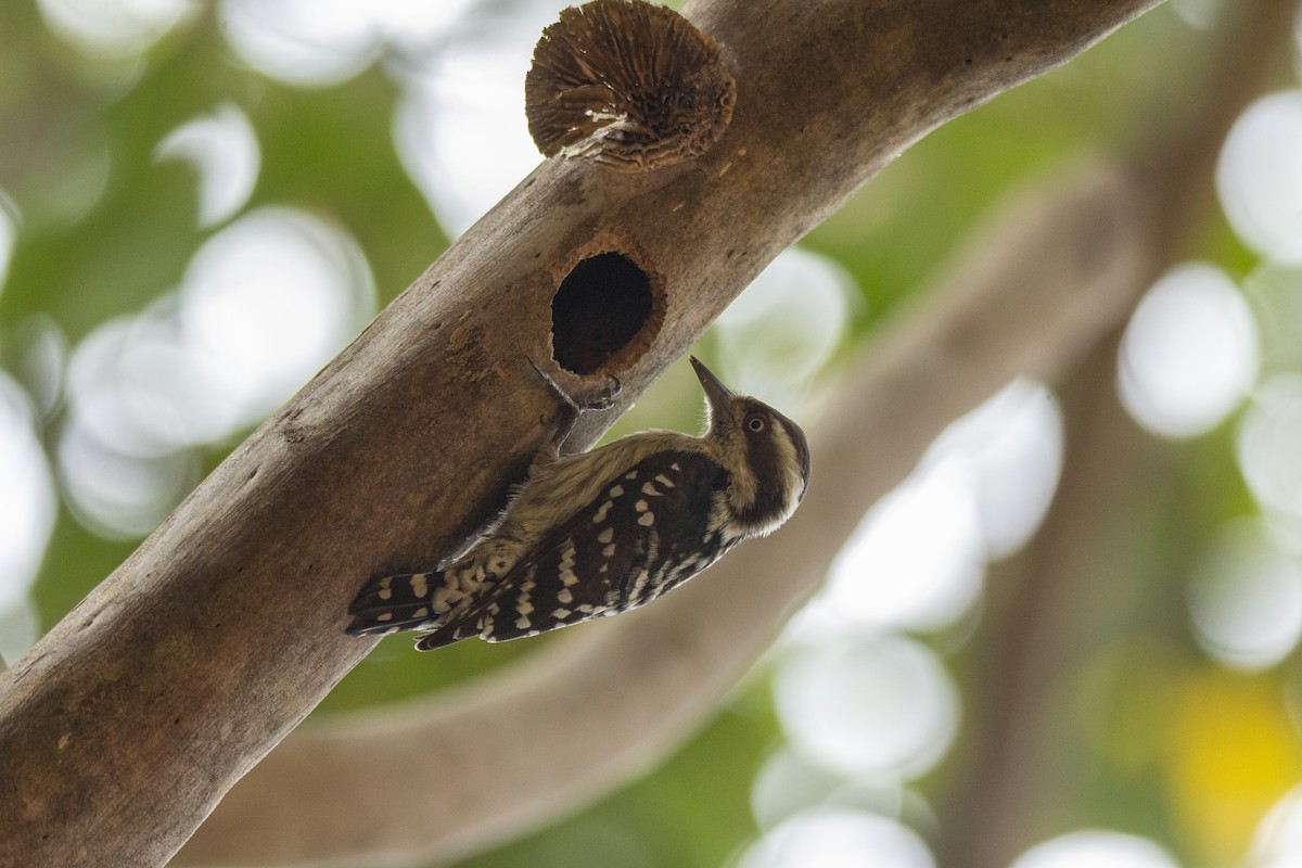Brown-capped Pygmy Woodpecker - ML612415700