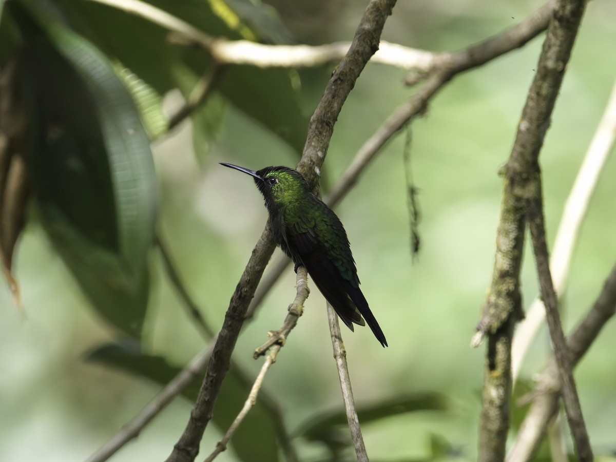 kolibřík zelenoprsý - ML612415971