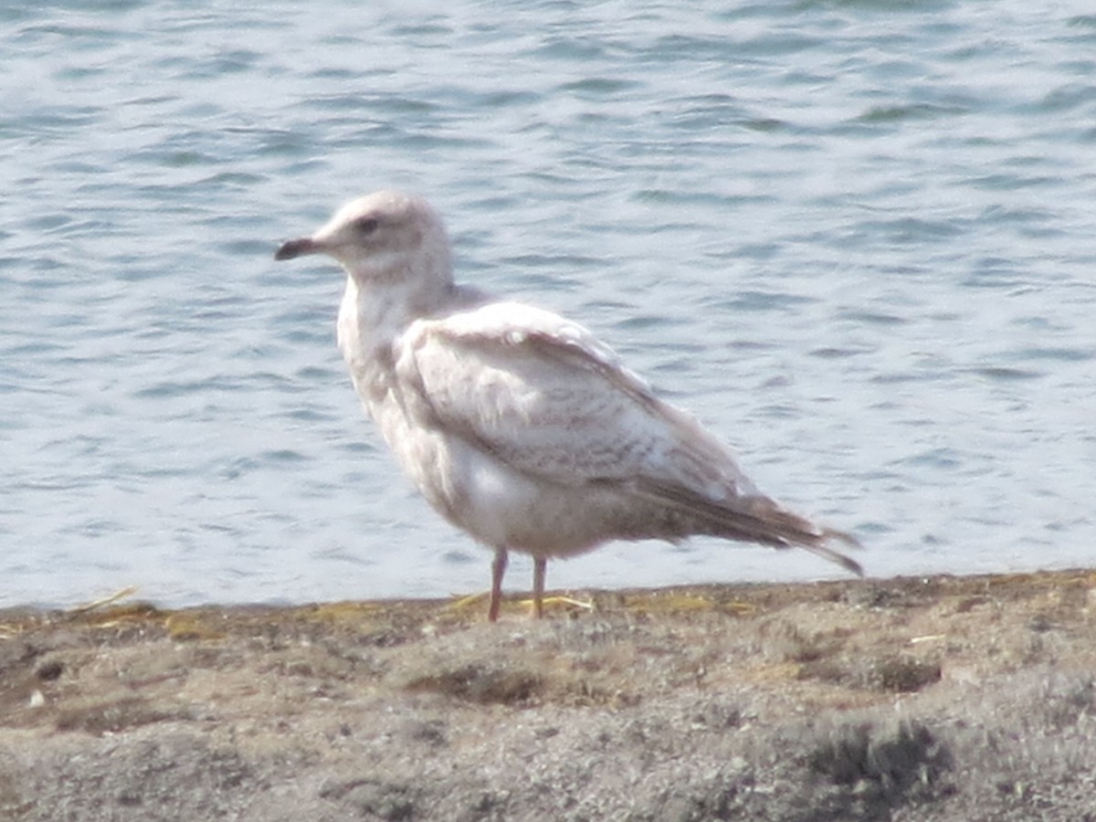 Iceland Gull (kumlieni/glaucoides) - ML612416737