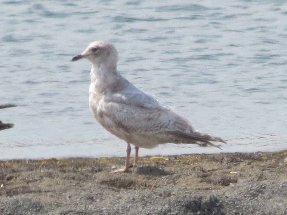 Iceland Gull (kumlieni/glaucoides) - ML612416741