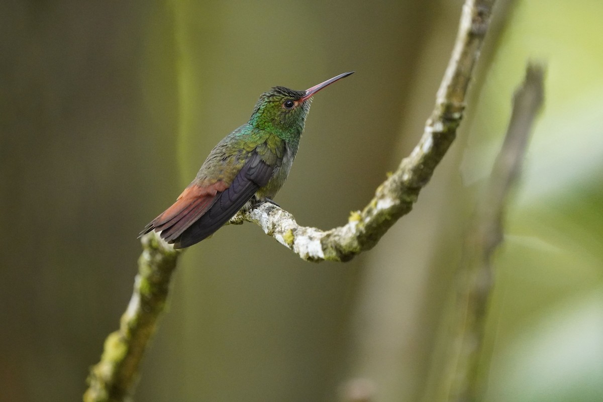 Rufous-tailed Hummingbird - Javad Shahidi