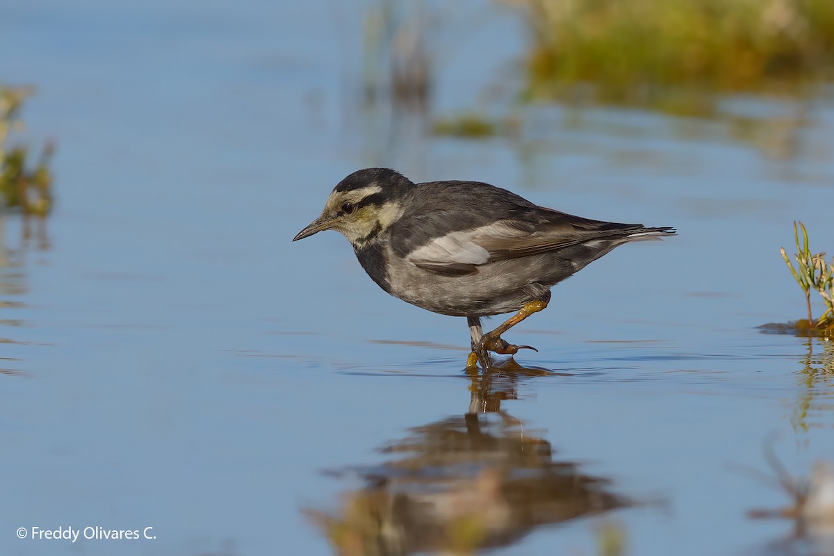White Wagtail (Black-backed) - ML612417123