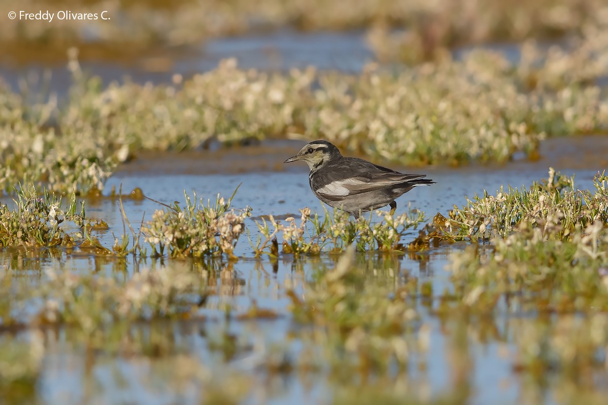 White Wagtail (Black-backed) - ML612417124
