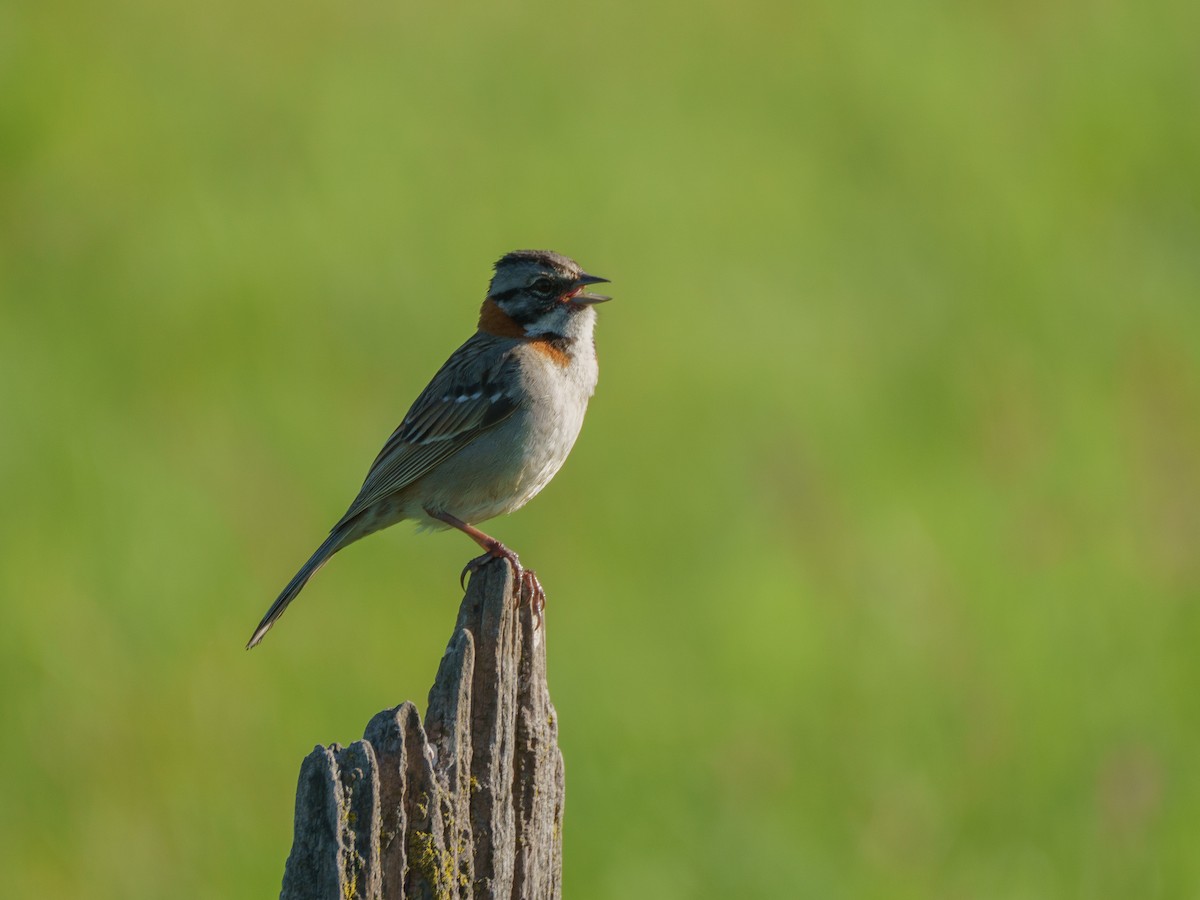 Rufous-collared Sparrow - ML612417340
