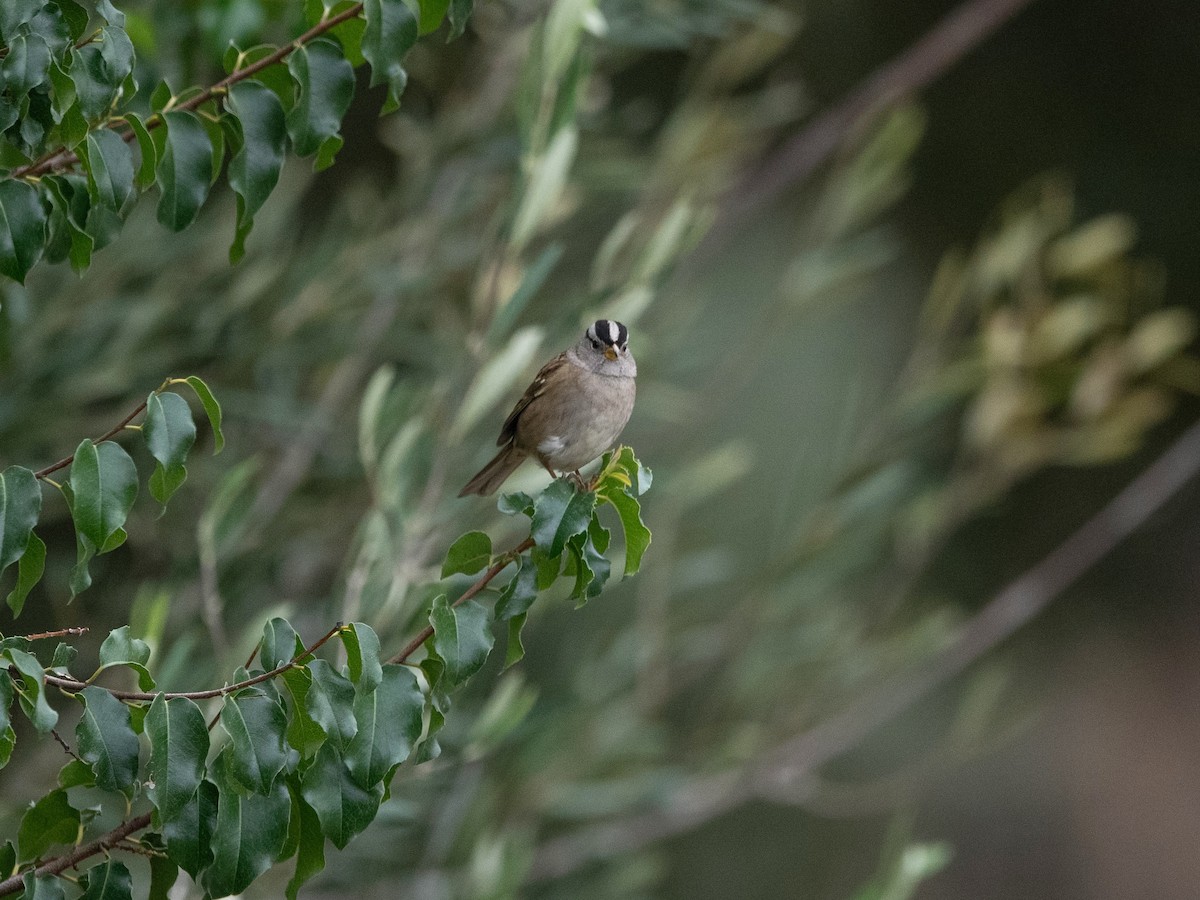 White-crowned Sparrow - Thirumalai Suresh