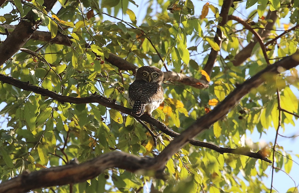 Pearl-spotted Owlet - ML612417580