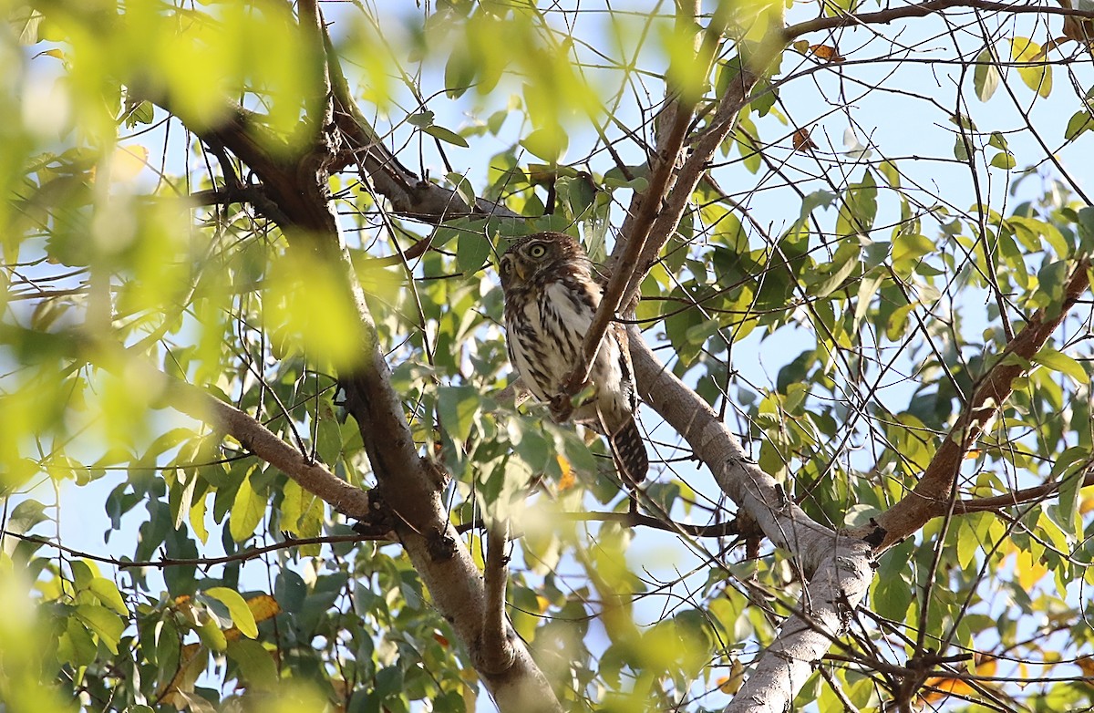 Pearl-spotted Owlet - ML612417581